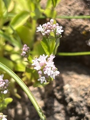 Plectritis ciliosa