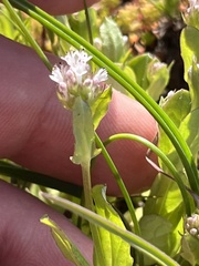 Plectritis ciliosa