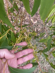 Eucalyptus ovata