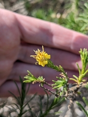 Ericameria pinifolia