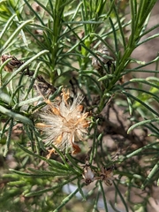 Ericameria pinifolia