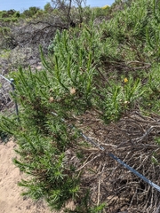 Ericameria pinifolia