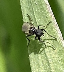 Bibiodes halteralis