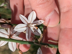 Asphodelus fistulosus
