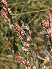 Asphodelus fistulosus