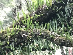 Microsorum pustulatum