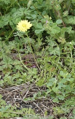 Pyrrhopappus pauciflorus