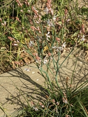 Asphodelus fistulosus