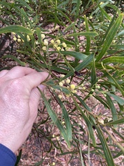 Acacia provincialis