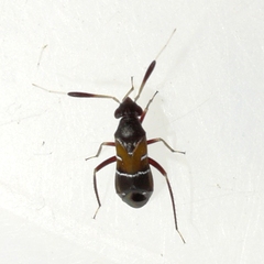Pilophorus