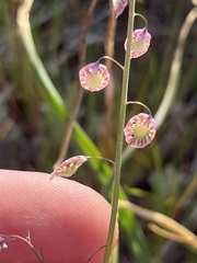 Thysanocarpus curvipes