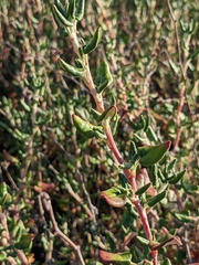 Eriogonum parvifolium