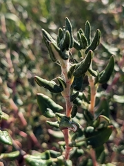 Eriogonum parvifolium