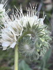 Phacelia egena