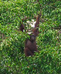 Pongo pygmaeus morio