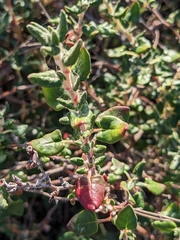 Eriogonum parvifolium