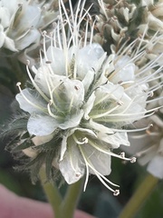 Phacelia egena