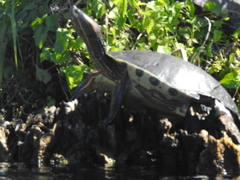 Trachemys ornata