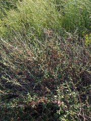 Eriogonum parvifolium