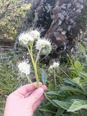 Phacelia egena