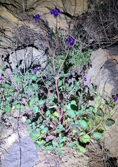 Phacelia parryi