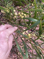 Acacia provincialis