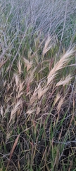 Bromus rubens