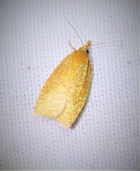 Sparganothis distincta