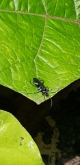 Turneromyia