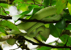 Tropidolaemus subannulatus