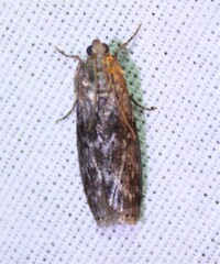 Sciota subcaesiella