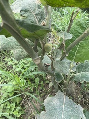 Solanum quitoense