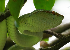 Tropidolaemus subannulatus