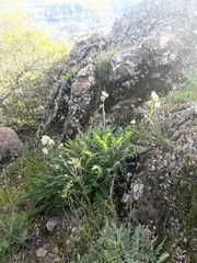 Phacelia egena