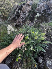 Phacelia egena
