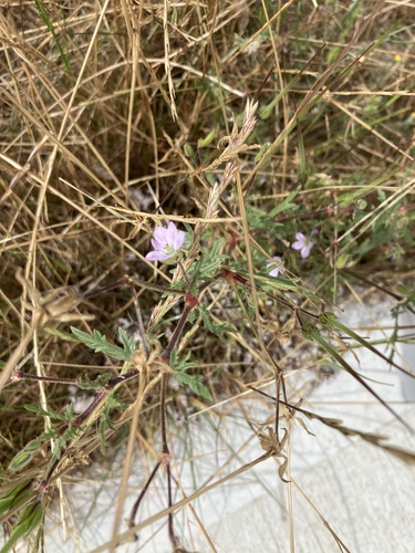 Erodium botrys observed 2023-02-18
