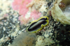 Pseudocerotidae