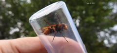 Volucella