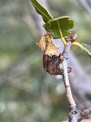 Callirhytis perfoveata