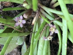Lilaeopsis polyantha