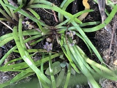 Lilaeopsis polyantha