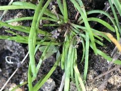 Lilaeopsis polyantha