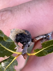 Callirhytis perfoveata