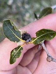 Callirhytis perfoveata