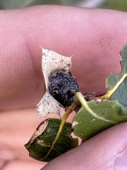 Callirhytis perfoveata