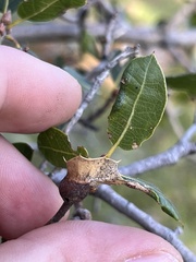 Callirhytis perfoveata