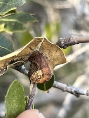 Callirhytis perfoveata
