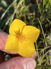 Eschscholzia lobbii