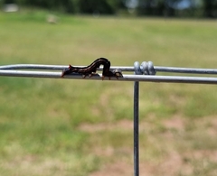 Pericyma cruegeri
