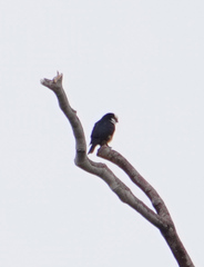 Microhierax latifrons